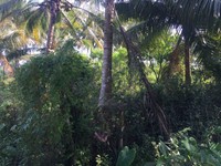 Đất vườn xã bình ninh huyện chợ gạo 1315m2 Đất vườn xã bình ninh huyện chợ gạo 1315m2