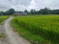 Bán đất thổ cư full ấp thôi môi hòa khánh đông Bán đất thổ cư full ấp thôi môi hòa khánh đông