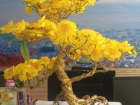 Bon sai mai giả thế ngũ phúc, cây bon sai bằng dây đồng Bon sai mai giả thế ngũ phúc, cây bon sai bằng dây đồng