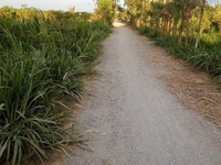 Bán mảnh đất lúa 1700m ngay xã Long Vĩnh, Gò Công tây, Tiền Giang Bán mảnh đất lúa 1700m ngay xã Long Vĩnh, Gò Công tây, Tiền Giang