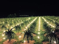 Cần bán 10 hecta đất đang trồng thanh long ngay cao tốc phan thiết. Cần bán 10 hecta đất đang trồng thanh long ngay cao tốc phan thiết.
