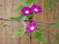 Tuyển bảo vệ nữ làm việc tại mê linh hà nội hỗ trợ ăn ở lại Tuyển bảo vệ nữ làm việc tại mê linh hà nội hỗ trợ ăn ở lại