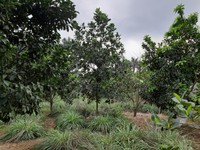 Cần bán 5700m2 đất có vị trí đẹp tại xã Thành Lập, Lương Sơn, Hòa Bình Cần bán 5700m2 đất có vị trí đẹp tại xã Thành Lập, Lương Sơn, Hòa Bình