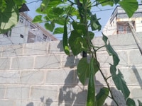 Nhà Sân Vườn 200m2 - Ngay Chợ Linh Xuân - Thủ Đức Nhà Sân Vườn 200m2 - Ngay Chợ Linh Xuân - Thủ Đức