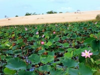 Cần bán đất giá rẻ cạnh sân bay Phan Thiết 1000m2 giá 999 triệu Cần bán đất giá rẻ cạnh sân bay Phan Thiết 1000m2 giá 999 triệu