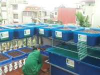 Khay nhựa trồng rau hữu cơ Aquaponics giá rẻ Khay nhựa trồng rau hữu cơ Aquaponics giá rẻ