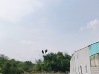 Bán đất mặt tiền đường Đoàn Minh Triết, x.Thái Mỹ, Củ Chi Bán đất mặt tiền đường Đoàn Minh Triết, x.Thái Mỹ, Củ Chi