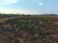 14000m2 vườn điều đang thu hoạch ấp 2 xã xuân tây huyện cẩm mỹ 14000m2 vườn điều đang thu hoạch ấp 2 xã xuân tây huyện cẩm mỹ