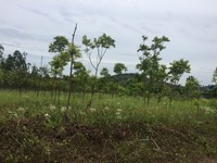 Bán đất kho xưởng 10000m2 cách quốc lộ 21 800m thuộc Hòa Sơn Bán đất kho xưởng 10000m2 cách quốc lộ 21 800m thuộc Hòa Sơn