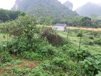 Bán đất nhà xưởng diện tích 7000m khu vực gần đường HCM Bán đất nhà xưởng diện tích 7000m khu vực gần đường HCM