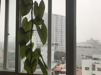 Bán Gấp Căn Hộ Chung Cư Bình Qưới, p.26, Bình Thạnh Bán Gấp Căn Hộ Chung Cư Bình Qưới, p.26, Bình Thạnh