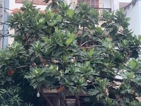 Bán nhà mặt tiền đường số Lý Phục Man, Bình Thuận,Quận 7, Dt 7x12m, 3 Bán nhà mặt tiền đường số Lý Phục Man, Bình Thuận,Quận 7, Dt 7x12m, 3