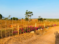 Bán gấp 10.000m2 đất nông nghiệp tại Bình Thuận, liền kề cao tốc Bán gấp 10.000m2 đất nông nghiệp tại Bình Thuận, liền kề cao tốc