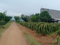 Sang vườn thanh long 4 năm đang thu hoạch Sang vườn thanh long 4 năm đang thu hoạch