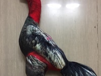 Gà Đòn Bằng Vải Dùng Để Tập Luyện Gà Đòn Bằng Vải Dùng Để Tập Luyện