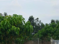 Cần tiền trả nợ bán gấp 6 sào xoài mặt tiền đường 101 đã có sổ riêng Cần tiền trả nợ bán gấp 6 sào xoài mặt tiền đường 101 đã có sổ riêng