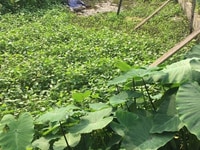 Bán 87m2 đất giá rẻ Lương Quán, Nam Sơn, An Dương Bán 87m2 đất giá rẻ Lương Quán, Nam Sơn, An Dương