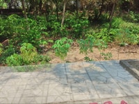 Bán đất khu nhà ở Đảo Thịnh Vượng đường Tam Đa quận 9 Bán đất khu nhà ở Đảo Thịnh Vượng đường Tam Đa quận 9