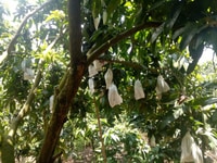Không người làm nên bán 3,2 ha xoài đất 3 mặt tiền xã Phú Ngọc, Không người làm nên bán 3,2 ha xoài đất 3 mặt tiền xã Phú Ngọc,