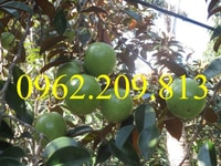 Địa chỉ cung cấp giống cây vú sữa Địa chỉ cung cấp giống cây vú sữa