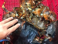 Tôm Alaska khuyến mãi lễ 30/04 Tôm Alaska khuyến mãi lễ 30/04