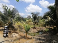 Sang lô đất vườn huyện chợ gạo giá rẻ, cách Tỉnh lộ 879 500m. Sang lô đất vườn huyện chợ gạo giá rẻ, cách Tỉnh lộ 879 500m.
