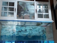 Hồ cá kiểng cả tủ kính dài 1m2 Hồ cá kiểng cả tủ kính dài 1m2