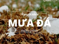 Ngói Bitum là vật liệu chống tác hại mưa đá. Ngói Bitum là vật liệu chống tác hại mưa đá.