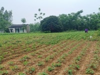 Bán gấp đất thổ cư vuông vắn bằng phẳng , tại Lương Sơn, Hòa Bình Bán gấp đất thổ cư vuông vắn bằng phẳng , tại Lương Sơn, Hòa Bình