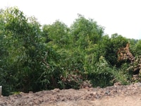 1,391m2 đất vườn đường ô tô xã thạnh Lợi, Bến Lức, Long An 1,391m2 đất vườn đường ô tô xã thạnh Lợi, Bến Lức, Long An