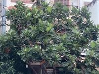 Bán nhà khu Lý Phục Man có gara oto đẹp 7*12 Bán nhà khu Lý Phục Man có gara oto đẹp 7*12