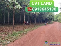 Bán 8ha cao su mặt đường liên huyện xã tân hòa đồng phú bình phước Bán 8ha cao su mặt đường liên huyện xã tân hòa đồng phú bình phước