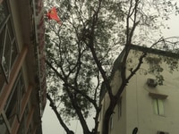 Dịch Vụ Cắt Cây, Tỉa Cành, Chặt Bứng Cây Uy Tín Nhất Tại Hà Nội Dịch Vụ Cắt Cây, Tỉa Cành, Chặt Bứng Cây Uy Tín Nhất Tại Hà Nội