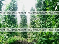 Bán 2 Mẫu Nhà Và Đất Gần Hồ Sông Ray, Diện Tích 19.725m2 Bán 2 Mẫu Nhà Và Đất Gần Hồ Sông Ray, Diện Tích 19.725m2