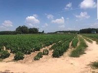 2 Mặt Tiền Đường 1 Xẹt Quách Thị Trang ONT Quy Hoạch Khu Dân Cư 2 Mặt Tiền Đường 1 Xẹt Quách Thị Trang ONT Quy Hoạch Khu Dân Cư