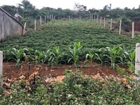 Bán gấp : Lô đât Trần Tế Xương, - Diện tích 10*40 có 200m thổ cư Bán gấp : Lô đât Trần Tế Xương, - Diện tích 10*40 có 200m thổ cư