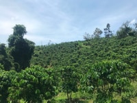 Đất vườn View đẹp, có suối ở xã Lộc Thành, Bảo Lâm Đất vườn View đẹp, có suối ở xã Lộc Thành, Bảo Lâm