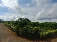 Đất Thổ Cư TT Tp Bảo Lộc 2 Mặt Tiền Đường Nhựa, Sổ Hồng Riêng Đất Thổ Cư TT Tp Bảo Lộc 2 Mặt Tiền Đường Nhựa, Sổ Hồng Riêng