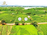 Đất Biệt Thự Thảo Nguyên Chè 3000m2, View Hồ Bảo Lâm - SHR Đất Biệt Thự Thảo Nguyên Chè 3000m2, View Hồ Bảo Lâm - SHR