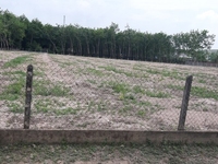Cần tiền bán sào đất dầu tiếng bình dương, chỉ 389tr/1000m2 Cần tiền bán sào đất dầu tiếng bình dương, chỉ 389tr/1000m2