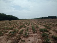 Đất nền giá rẻ Dầu Tiếng 290tr/1000m2 Đất nền giá rẻ Dầu Tiếng 290tr/1000m2