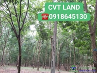 Bán 14 mẫu cao su ấp 5 minh lập chơn thành bình phước Bán 14 mẫu cao su ấp 5 minh lập chơn thành bình phước