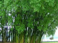 Tìm đầu ra cho CÂY TRE và các sản phẩm từ Cây Tre Tìm đầu ra cho CÂY TRE và các sản phẩm từ Cây Tre