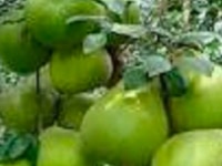 Bán đất và vườn bưởi cực rẻ, huyện Cẩm Mỹ, Đồng Nai Bán đất và vườn bưởi cực rẻ, huyện Cẩm Mỹ, Đồng Nai