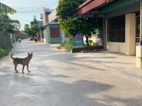 Bán lô đất 66m2 giá chỉ 450 triệu tại Lương Quán, Nam Sơn, An Dương Bán lô đất 66m2 giá chỉ 450 triệu tại Lương Quán, Nam Sơn, An Dương