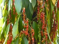 Bán vườn tiêu đã thu hoạch nhiều năm, trái nhiều, Cẩm Mỹ, Đồng Nai Bán vườn tiêu đã thu hoạch nhiều năm, trái nhiều, Cẩm Mỹ, Đồng Nai