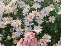 Cần bán lô đất đường Nguyễn Tất Thành - Cẩm Hà - Hội An Cần bán lô đất đường Nguyễn Tất Thành - Cẩm Hà - Hội An