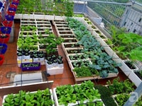 Bán lô đất vườn đẹp 800m2, đường Ba Sa, củ chi Bán lô đất vườn đẹp 800m2, đường Ba Sa, củ chi