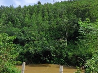 Bán 4.6ha đất trồng cây Lương Sơn, Hòa Bình. Bán 4.6ha đất trồng cây Lương Sơn, Hòa Bình.