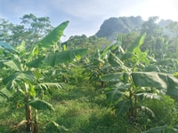 Bán đất làm nhà vườn nghỉ dưỡng tuyệt đẹp tại Lương Sơn, Hòa Bình Bán đất làm nhà vườn nghỉ dưỡng tuyệt đẹp tại Lương Sơn, Hòa Bình